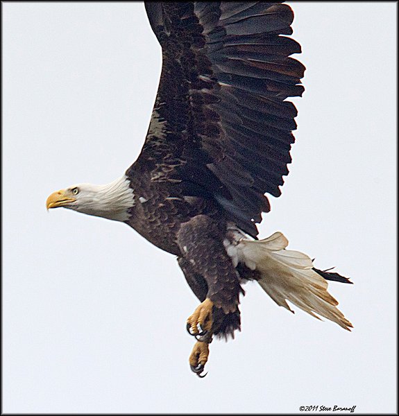 _1SB0906 new bald eagle.jpg